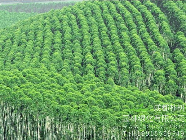 桉树叶的功效与作用有哪些？桉树有哪些价值？