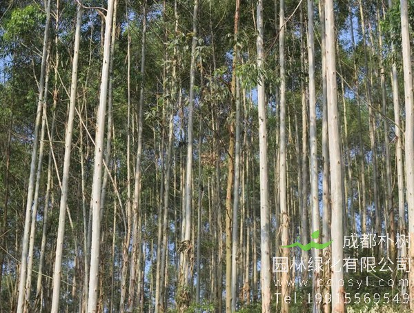 桉树叶的功效与作用有哪些？桉树有哪些价值？