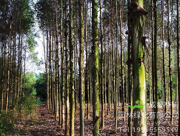 桉树图片大全，桉树图片欣赏