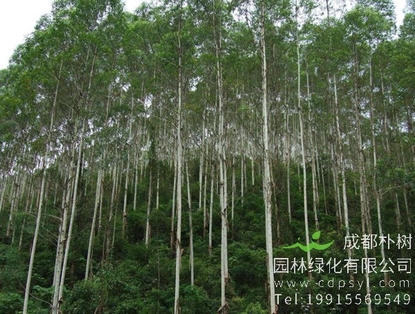 桉树图片大全，桉树图片欣赏