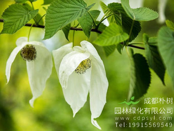 珙桐是什么植物？珙桐是珍稀植物吗？