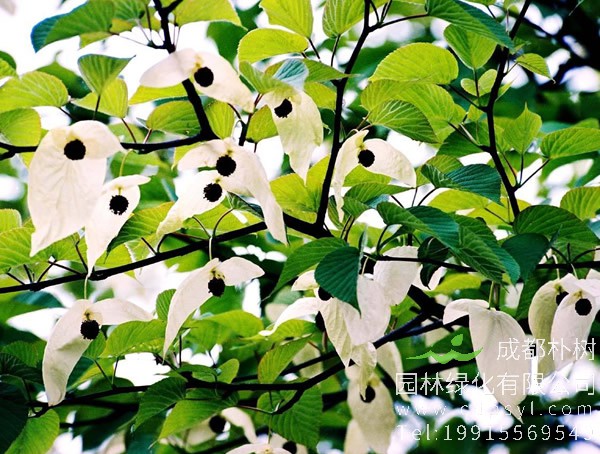 珙桐价格-图片-形态特征-生长习性-分布范围-物种保护-主要价值以及植物文化