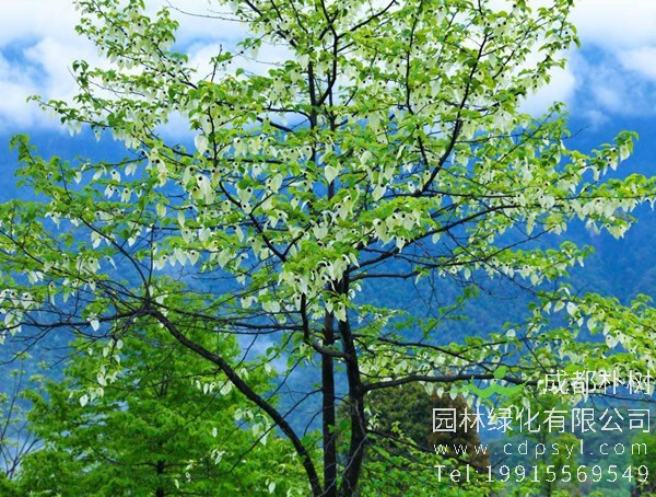 珙桐价格-图片-形态特征-生长习性-分布范围-物种保护-主要价值以及植物文化