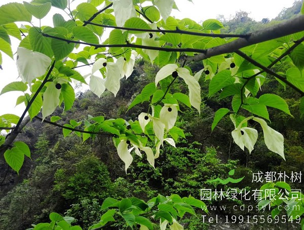 珙桐价格-图片-形态特征-生长习性-分布范围-物种保护-主要价值以及植物文化