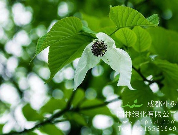 珙桐价格-图片-形态特征-生长习性-分布范围-物种保护-主要价值以及植物文化
