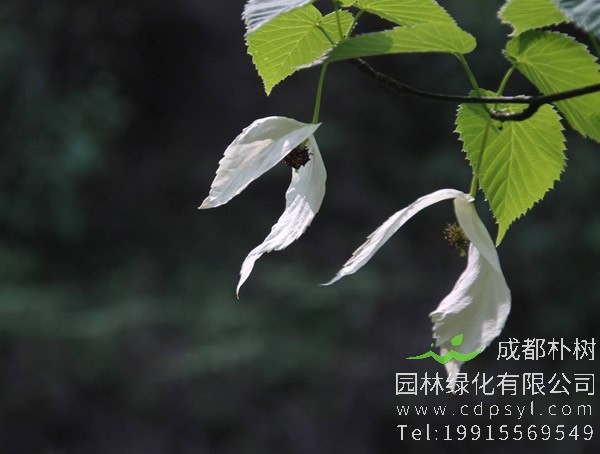 珙桐价格-图片-形态特征-生长习性-分布范围-物种保护-主要价值以及植物文化