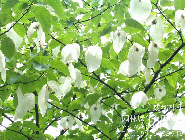 珙桐花语是什么？珙桐有哪些民间传说？