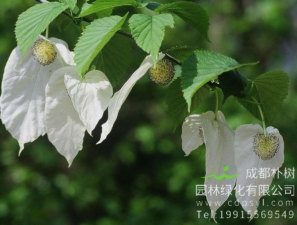 珙桐花语是什么？珙桐有哪些民间传说？