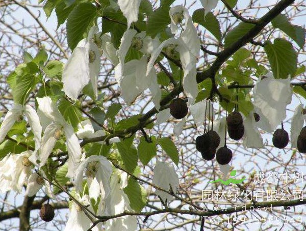 珙桐果子能吃吗？珙桐树果子有什么用处？