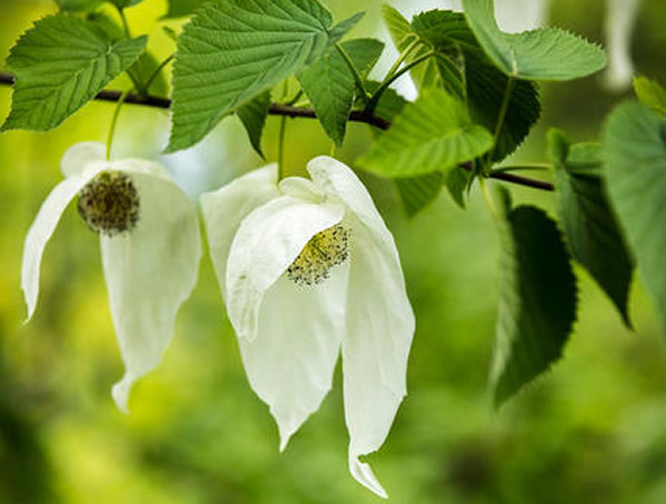 珙桐是什么植物？珙桐是珍稀植物吗？