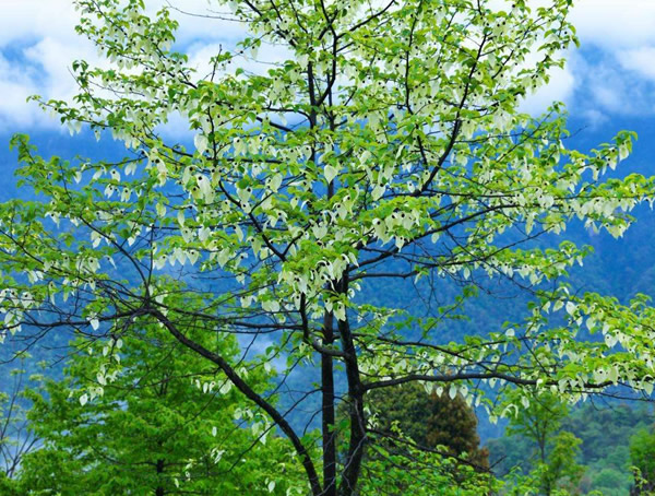 珙桐树值钱吗？珙桐树苗多少钱一株？