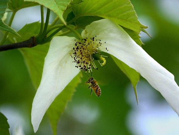 珙桐分布在中国的哪里？珙桐产地于什么地方？