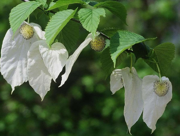 珙桐花语是什么？珙桐有哪些民间传说？