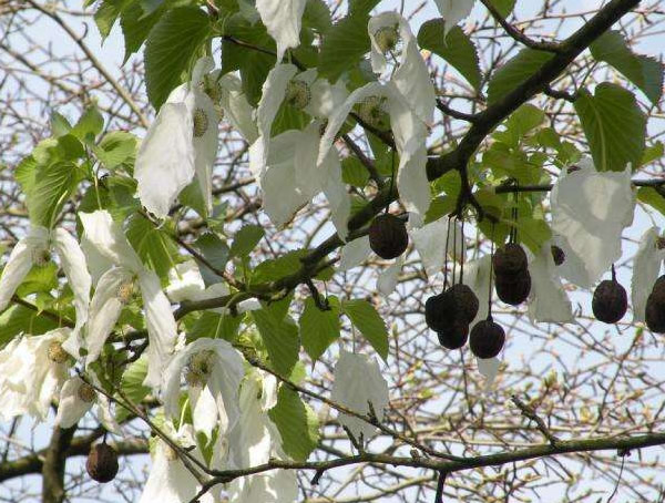 珙桐果子能吃吗？珙桐树果子有什么用处？