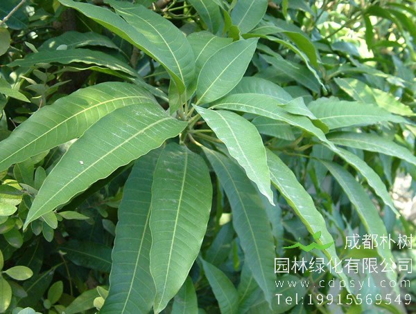 漆树价格-图片-形态特征-分布范围-生长环境以及主要价值