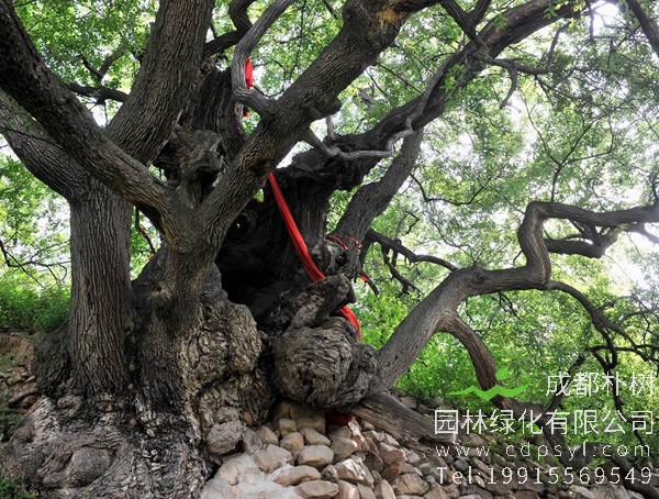 橡树图片大全，橡树叶子图片大全欣赏