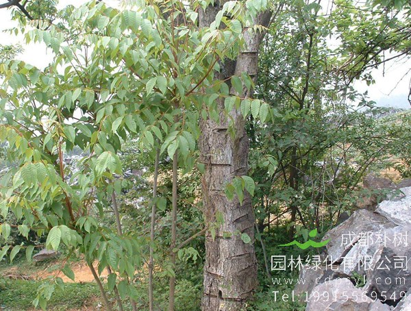 漆树图片，漆树真实图片，漆树图片什么样