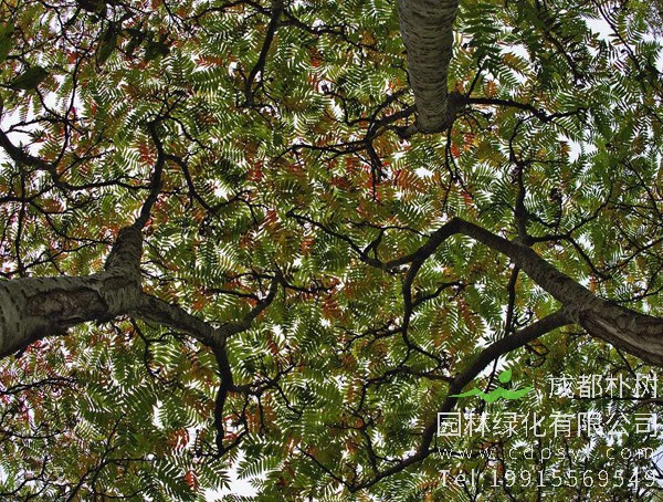 一些人会害怕农村的漆树，到底是怎么回事？