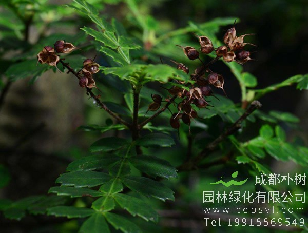 漆树图片，漆树真实图片，漆树图片什么样