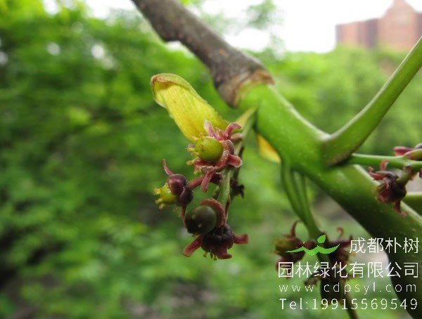 漆树图片，漆树真实图片，漆树图片什么样