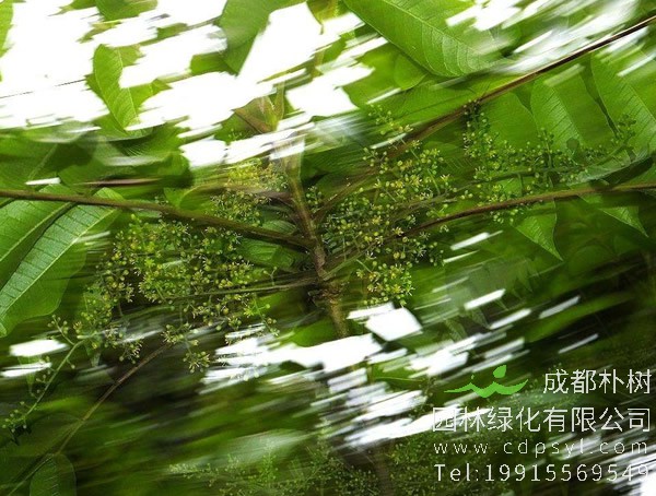 漆树价格-图片-形态特征-分布范围-生长环境以及主要价值