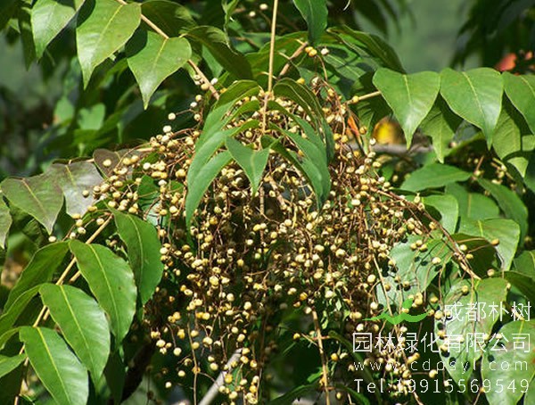 漆树的主要病害有哪些？有什么防治方法？