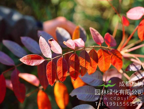 漆树图片，漆树真实图片，漆树图片什么样