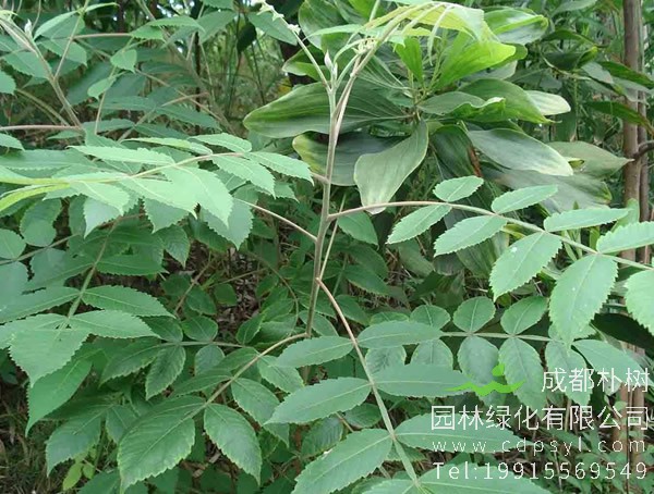 漆树图片，漆树真实图片，漆树图片什么样