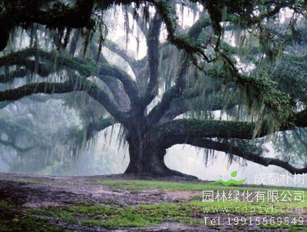 橡树价格-图片-形态特征-生长环境-分布范围-主要价值-分布范围以及植物文化