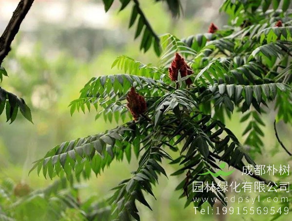 漆树种植的经济效益，漆树种植前景怎么样？