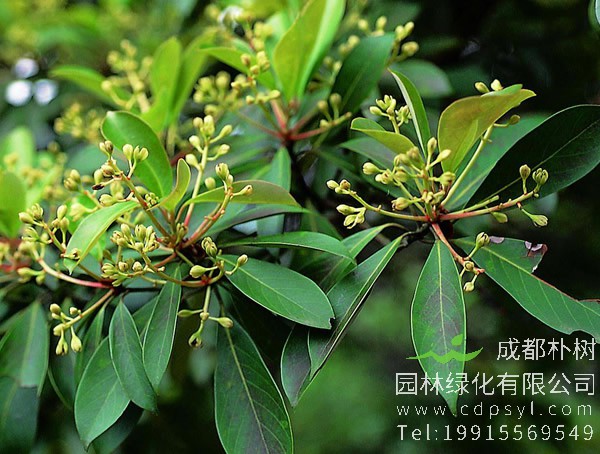 润楠价格-图片-形态特征-产地生境以及主要价值