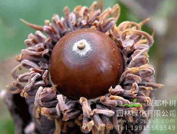 橡树有什么作用？橡树果有什么用途？