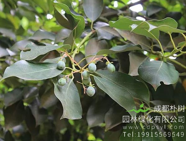 润楠价格-图片-形态特征-产地生境以及主要价值