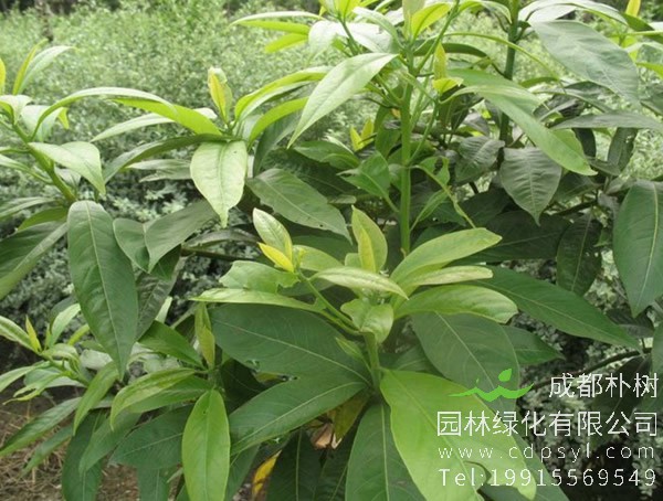 润楠树图片，润楠树图片有什么价值?