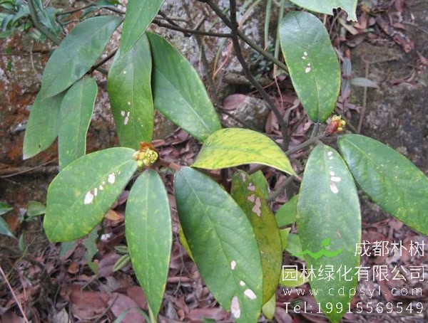 润楠树图片，润楠树图片有什么价值?