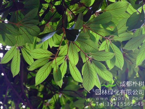 润楠树图片，润楠树图片有什么价值?