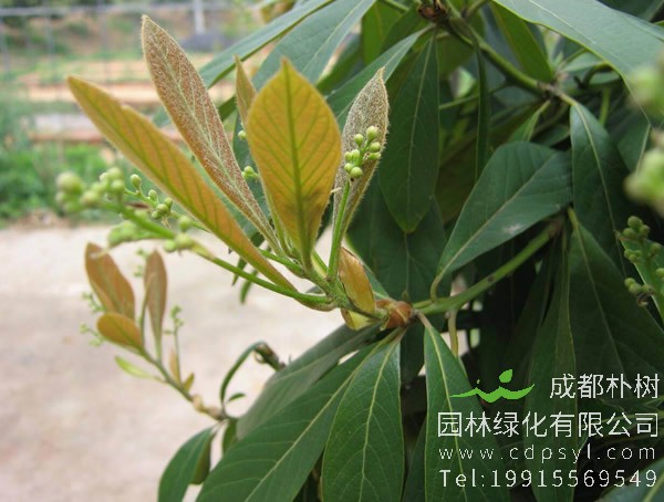 润楠树图片，润楠树图片有什么价值?