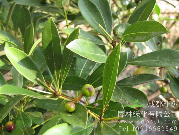 润楠树图片，润楠树图片有什么价值?