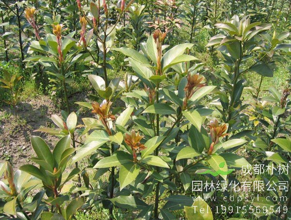 润楠树图片，润楠树图片有什么价值?