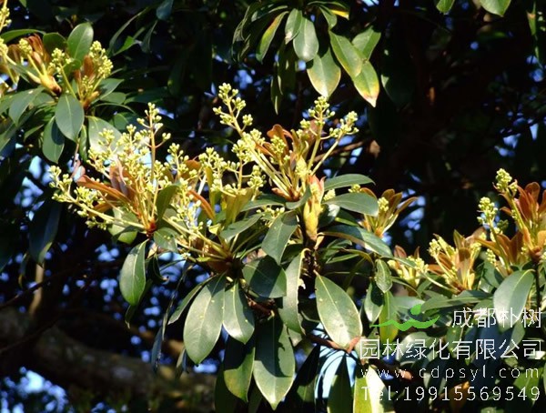 润楠树图片，润楠树图片有什么价值?