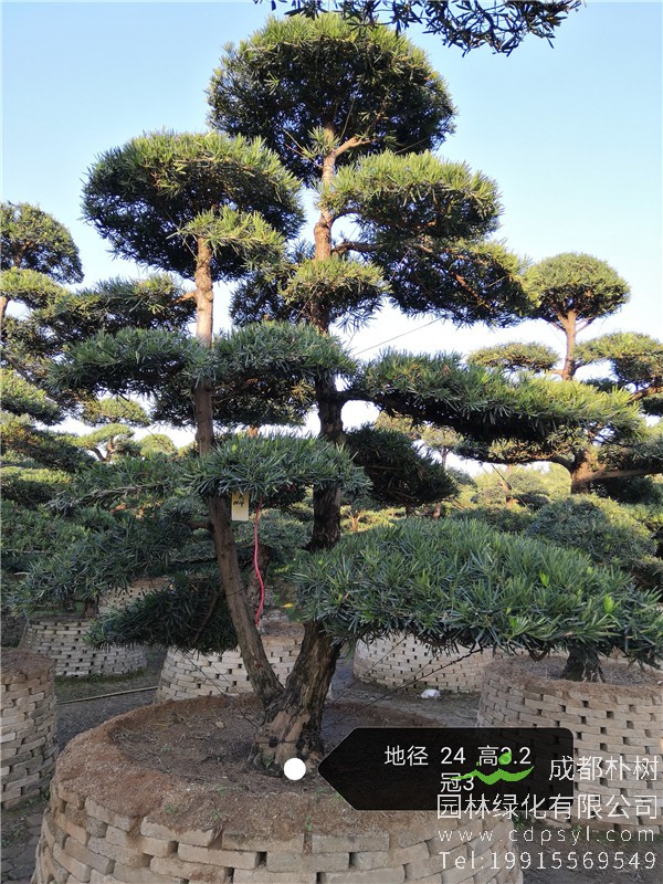 造型罗汉松图片