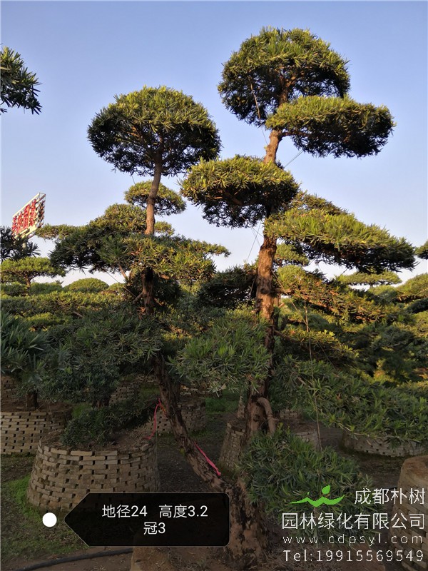 造型罗汉松图片