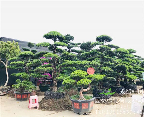 造型罗汉松基地图片