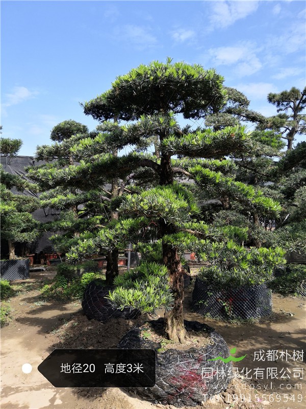 造型罗汉松基地图片