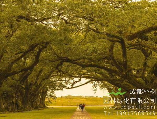 橡树价格-图片-形态特征-生长环境-分布范围-主要价值-分布范围以及植物文化