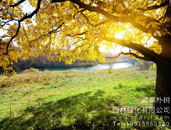 橡树什么时候栽种？橡树种植在中国北方还是南方？