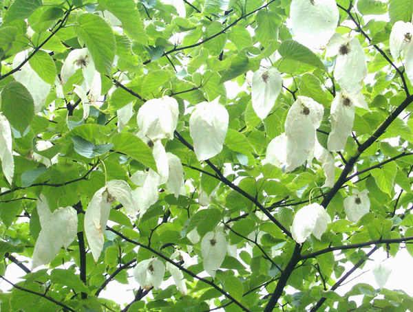 珙桐树与梧桐树有什么区别？