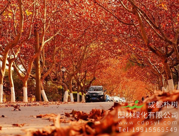 梧桐一般能活多少年？