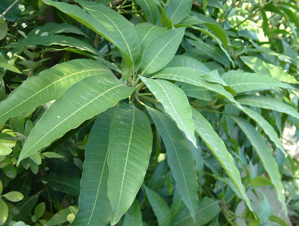 漆树价格-图片-形态特征-分布范围-生长环境以及主要价值