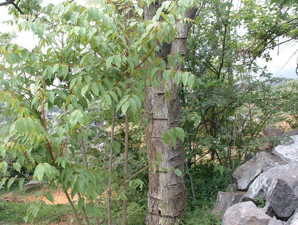 漆树为什么会咬人呢？